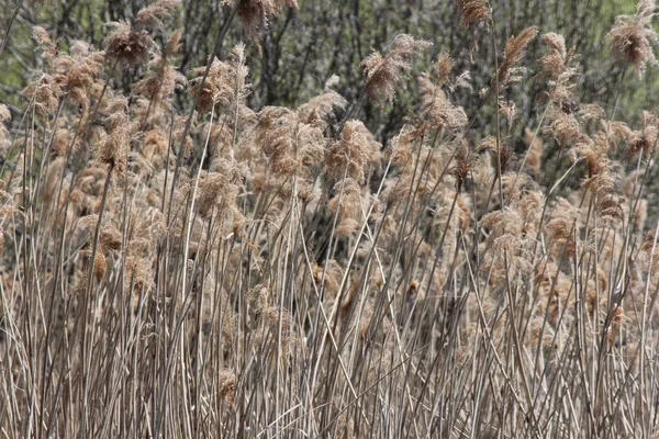 Phragmites Australis Blowing Wind Found Roadside Ditch Ontario — Stock Photo, Image