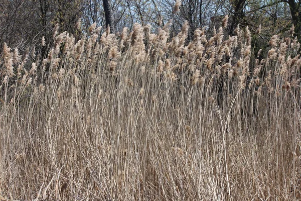 Phragmites Australis Soprando Vento Encontrado Longo Uma Vala Beira Estrada — Fotografia de Stock