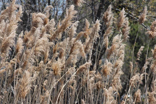 S.E. Ontario yol kenarına yerleştirilen bir hendekte bulundu rüzgarda üfleme kamış (australis),. 