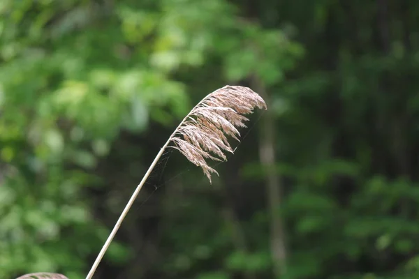 Riet Australis Waait Wind Langs Een Sloot Langs Weg Gevonden — Stockfoto