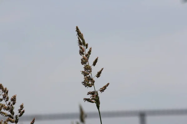 Phragmites Australis Blowing Wind Found Roadside Ditch Ontario — Stock Photo, Image