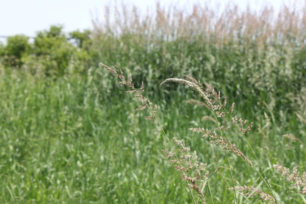 Phragmites Australis Soprando Vento Encontrado Longo Uma Vala Beira Estrada — Fotografia de Stock