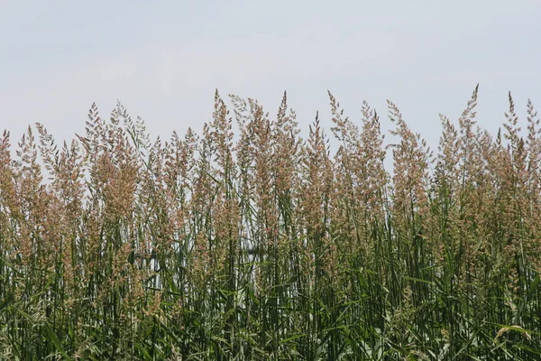 Phragmites Australis Soprando Vento Encontrado Longo Uma Vala Beira Estrada — Fotografia de Stock