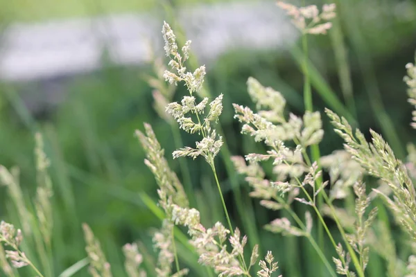 Phragmites Australis Blowing Wind Found Roadside Ditch Ontario — Stock Photo, Image