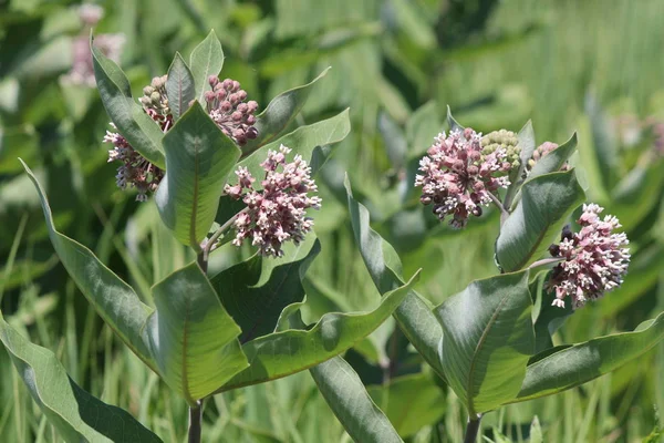 Kwitnienia Milkweed Roślin Milkweed Roślin Kwiaty Kwitną Czerwca Sierpnia Kingston — Zdjęcie stockowe