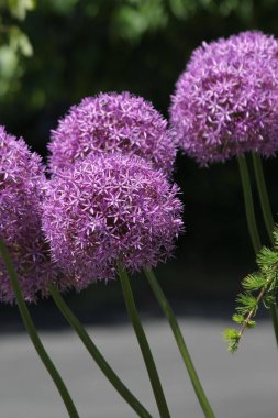 Erken ilkbaharda mor Allium çiçekleri küçük bir çiçek bahçesinde.