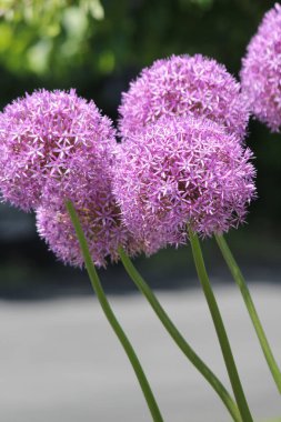 Erken ilkbaharda mor Allium çiçekleri küçük bir çiçek bahçesinde.