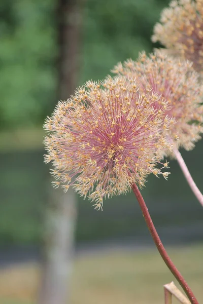 Cabezas Semilla Allium Las Flores Convierten Semillas Marrones Final Temporada — Foto de Stock