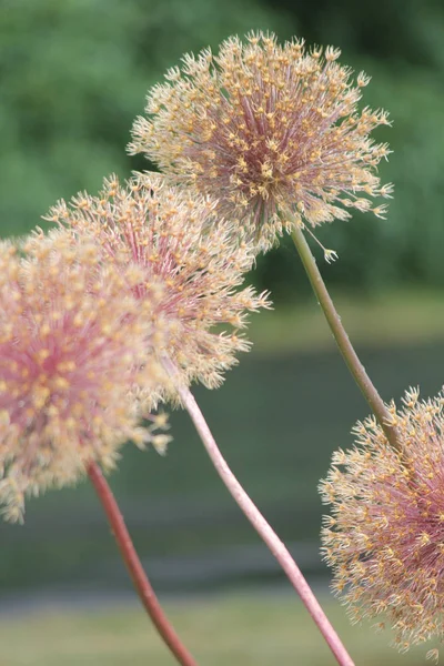 Cabezas Semilla Allium Las Flores Convierten Semillas Marrones Final Temporada — Foto de Stock