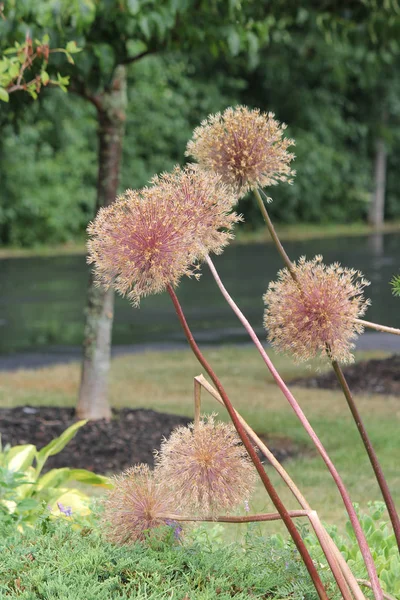 Cabezas Semilla Allium Las Flores Convierten Semillas Marrones Final Temporada — Foto de Stock