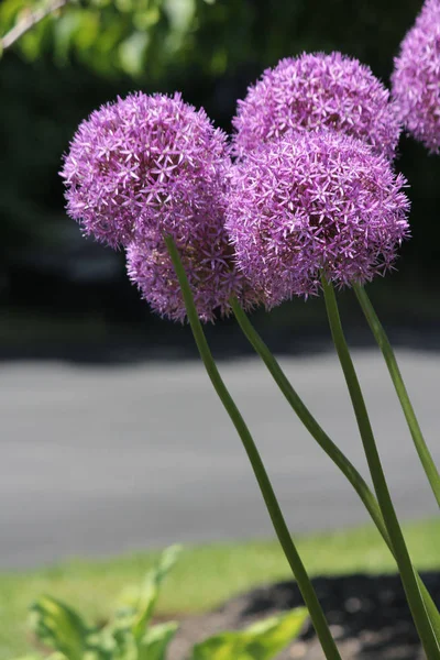 Bonitas Flores Allium Púrpura Creciendo Pequeño Jardín Flores Principios Primavera — Foto de Stock