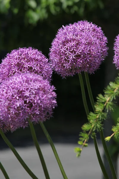 Bonitas Flores Allium Púrpura Creciendo Pequeño Jardín Flores Principios Primavera — Foto de Stock