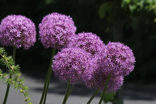 Bonitas Flores Allium Púrpura Creciendo Pequeño Jardín Flores Principios Primavera — Foto de Stock