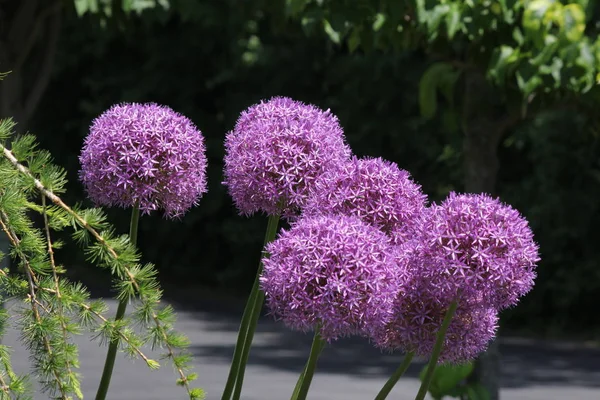 Bonitas Flores Allium Púrpura Creciendo Pequeño Jardín Flores Principios Primavera — Foto de Stock