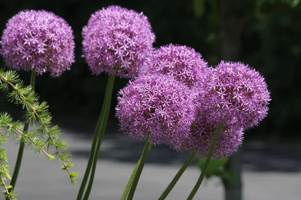 Erken Ilkbaharda Mor Allium Çiçekleri Küçük Bir Çiçek Bahçesinde — Stok fotoğraf