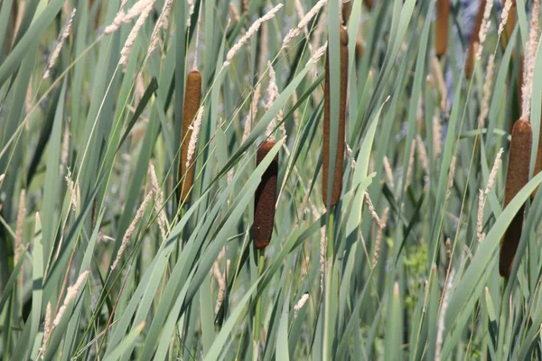 Cattails Növekszik Egy Menti Árokban Kora Nyáron Van Két Részből — Stock Fotó