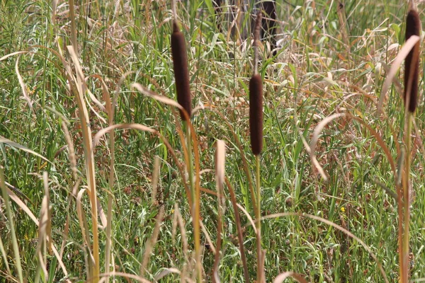 Cattails Creciendo Una Zanja Junto Carretera Principios Temporada Verano Tiene — Foto de Stock