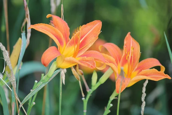 Orange day lily (Hemerocallis). Day lilies are rugged, adaptable, vigorous perennials and comes in a variety of colors