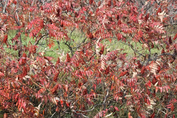 Colores Otoñales Hojas Rojas Arbusto Sumac Staghorn Junto Con Brotes — Foto de Stock