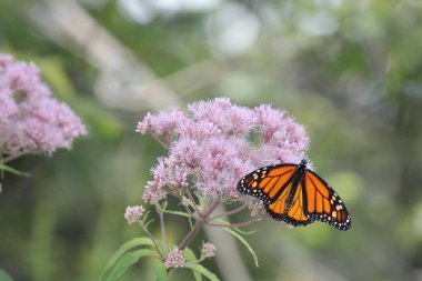 Monarch Kelebek güzel, pembe çiçek küçük park alanındaki tarih. Kingston, Ontario.   