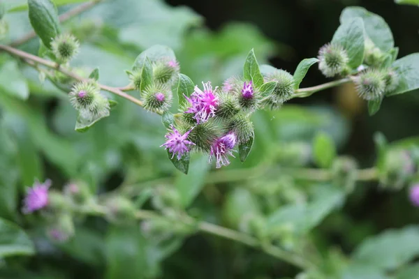 Common Burdock (Arctium) with purple flower on top of head growing beside a country roadway. Kingston, Ontario.