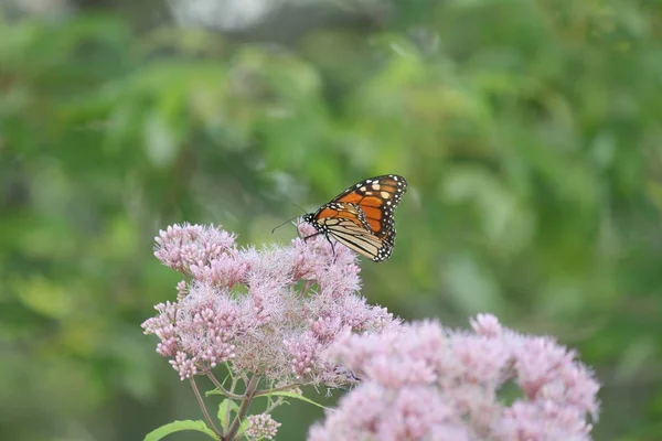 Mariposa Monarca Sobre Una Bonita Flor Rosa Pequeño Parque Kingston —  Fotos de Stock