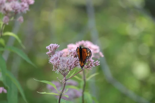 Monarch Kelebek Güzel Pembe Çiçek Küçük Park Alanındaki Tarih Kingston — Stok fotoğraf