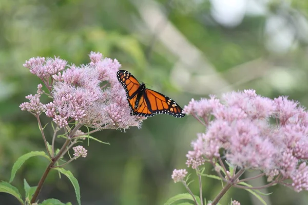 Monarca Farfalla Grazioso Fiore Rosa Una Piccola Area Del Parco — Foto Stock