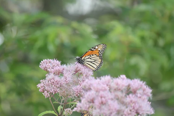 Monarch Kelebek Güzel Pembe Çiçek Küçük Park Alanındaki Tarih Kingston — Stok fotoğraf