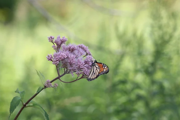 Mariposa Monarca Sobre Una Bonita Flor Rosa Pequeño Parque Kingston —  Fotos de Stock