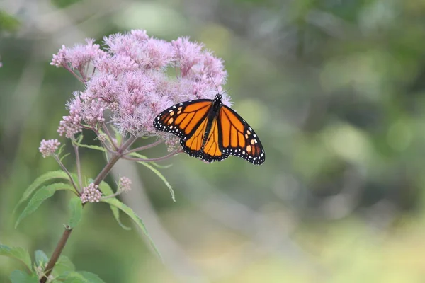 Mariposa Monarca Sobre Una Bonita Flor Rosa Pequeño Parque Kingston —  Fotos de Stock