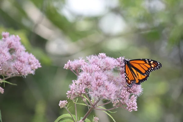 Monarca Farfalla Grazioso Fiore Rosa Una Piccola Area Del Parco — Foto Stock