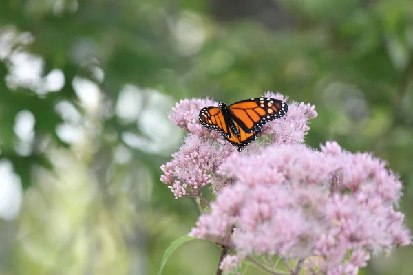 Monarca Farfalla Grazioso Fiore Rosa Una Piccola Area Del Parco — Foto Stock