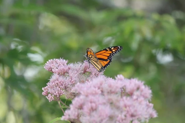 Mariposa Monarca Sobre Una Bonita Flor Rosa Pequeño Parque Kingston —  Fotos de Stock