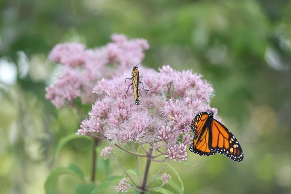 Monarch Butterfly Grazioso Fiore Rosa Una Piccola Area Del Parco — Foto Stock