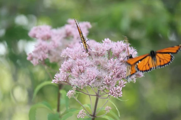 Monarch Butterfly Grazioso Fiore Rosa Una Piccola Area Del Parco — Foto Stock