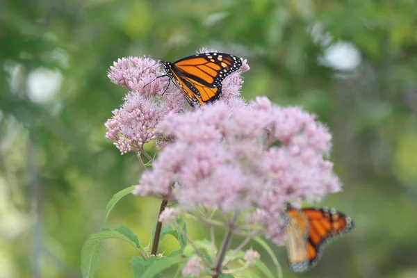 Mariposa Monarca Está Una Bonita Flor Rosa Pequeño Parque Kingston —  Fotos de Stock