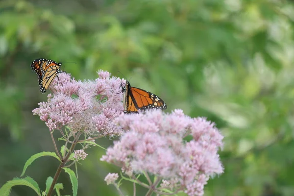 Mariposa Monarca Está Una Bonita Flor Rosa Pequeño Parque Kingston —  Fotos de Stock