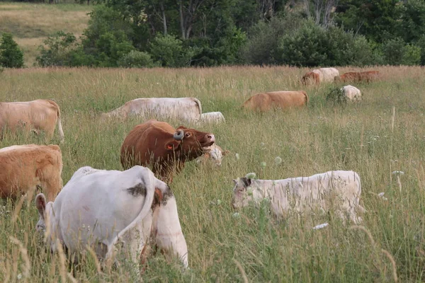 Petit Groupe Vaches Dans Petit Champ Herbes Hautes — Photo