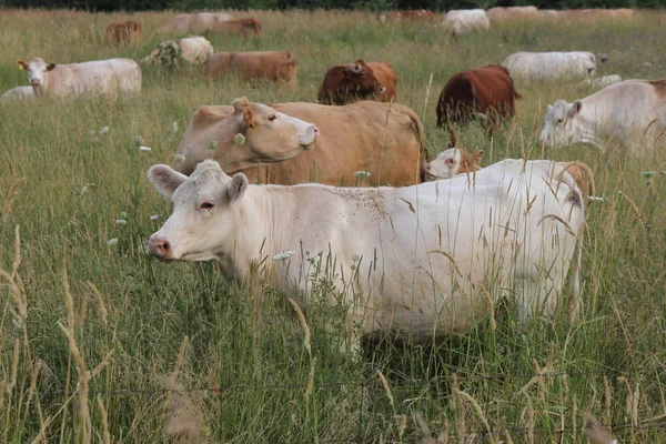 Pequeño Grupo Vacas Pequeño Campo Pastos Altos —  Fotos de Stock
