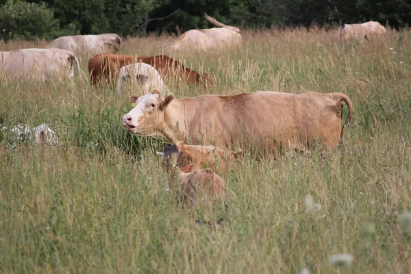 Petit Groupe Vaches Dans Petit Champ Herbes Hautes — Photo