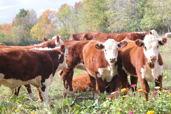 Vacas Hereford Pastando Moliendo Alrededor Pequeño Pasto Cerrado —  Fotos de Stock