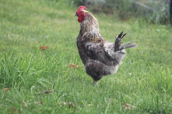 Tupp Roaming Genom Ett Område Med Höga Gröna Gräset — Stockfoto