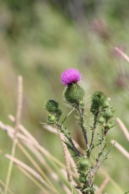 Kingston, Ontario eteklerinde bir atık alanı'nda boğa thistle, (Cirsium vulgare), üst, Mor çiçekli dikenli ot büyüyen.  