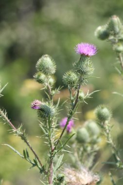 Kingston, Ontario eteklerinde bir atık alanı'nda boğa thistle, (Cirsium vulgare), üst, Mor çiçekli dikenli ot büyüyen.  