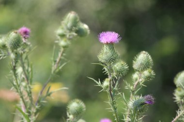 Kingston, Ontario eteklerinde bir atık alanı'nda boğa thistle, (Cirsium vulgare), üst, Mor çiçekli dikenli ot büyüyen.  