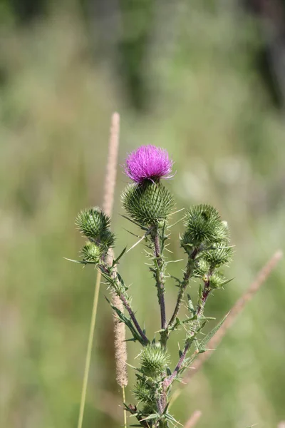 Ταύρος Γαϊδουράγκαθο Cirsium Vulgare Φραγκοσυκιές Ζιζανίων Λίγο Μοβ Λουλούδι Στην — Φωτογραφία Αρχείου