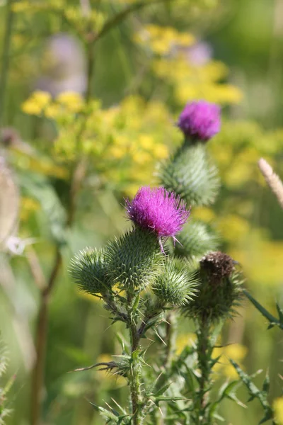 Cardo Toro Cirsium Vulgare Hierba Espinosa Con Una Bonita Flor — Foto de Stock