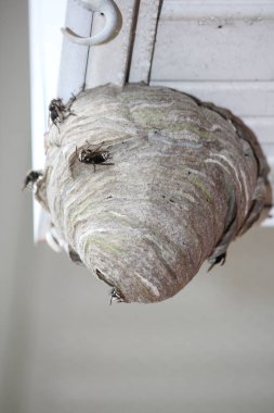 Hornets iç içe bir konut ev saçak üzerinde aşağıda görüldüğü gibi inşa ediliyor.