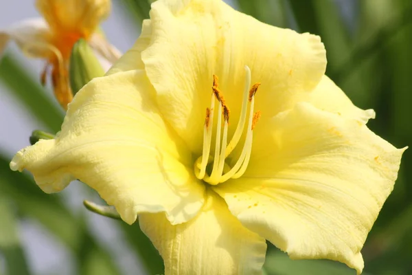 Lirio Stella Supreme Hemerocallis Una Planta Perenne Popular Ofrece Flores —  Fotos de Stock